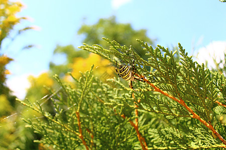 花园里的黄蜂蜘蛛昆虫园林动物图片