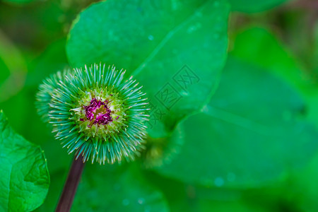 特写野生胡巴 来自欧洲的野生植物物种的花籽种子头 自然背景图片