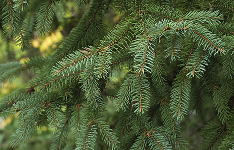 Fir 树树枝背景特写针叶林地树干针叶树植物学枝条公园植物枞树森林图片