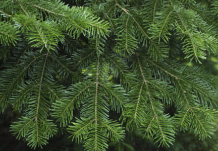 Fir 树树枝背景特写枞树树木植物木头枝条云杉针叶植物学树干植被图片