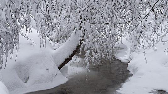 美丽的冬季风景 有雪覆盖树木和冰冻的结叶仙境季节性场景气候天气蓝色森林白色季节图片