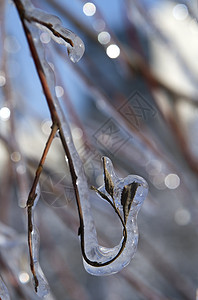 树枝上有冰冰天空蓝色温度暴风雪天气枝条白色水晶森林季节图片