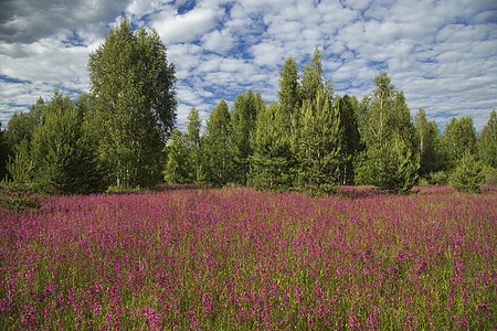 夏日用美丽的野花草草地紫色风景叶子活力黄色场地天空乡村水平红色图片