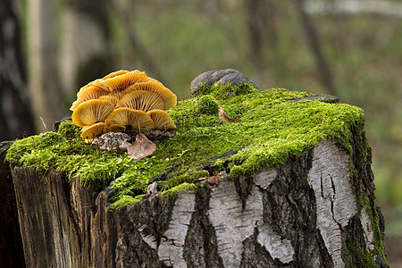 蘑菇 生长在树桩上图片