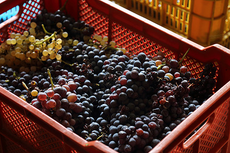 意大利坎帕尼亚2019年古老的黑葡萄收藏爬坡酒厂白酒食物水果全景农场栽培平原图片