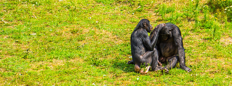 人猿互相培养 邦博情侣 俾格米黑猩猩 社会灵长类动物行为 非洲濒危动物物种图片