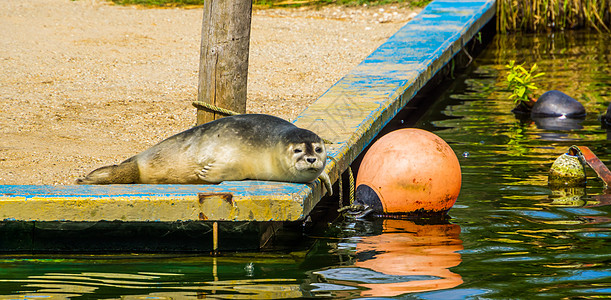 位于水面的港湾海豹肖像 常见半水生动物物种图片