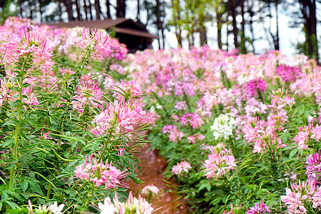 花园中粉色和白色美丽的蜘蛛花季节叶子自然公园植物学生长植物群紫色公园园艺花瓣图片