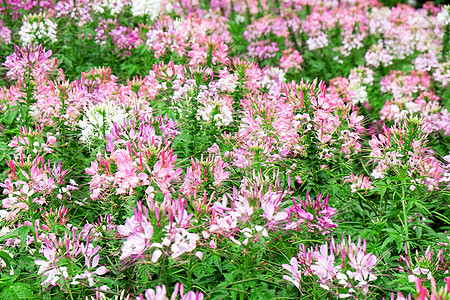 花园中粉色和白色美丽的蜘蛛花植物学园艺紫色绿色植物生长花瓣叶子植物群季节图片