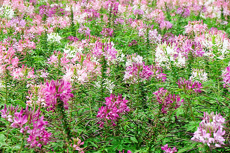 花园中粉色和白色美丽的蜘蛛花绿色花瓣生长植物学叶子植物群季节植物紫色自然公园图片