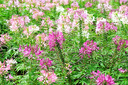 花园中粉色和白色美丽的蜘蛛花生长植物群季节自然公园园艺叶子花瓣紫色公园绿色图片