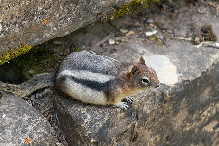 松鼠 卡洛斯珀莫菲利克斯后宫风景旅行环境城市荚果野生动物胼胝体动物荒野动物群图片