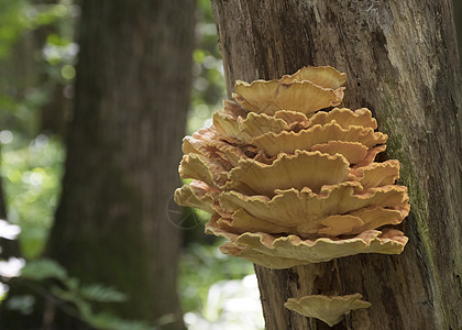 春季食用蘑菇Laetiporus硫磺生长在tr环境食物季节黄色菌类枢纽木头蘑菇森林食用菌图片