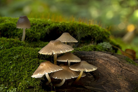树上的蘑菇苔藓伞菌树木树干树桩森林菌类图片