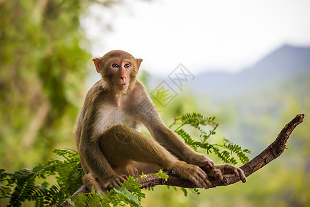 雄猴子坐在罗望子树枝和山地背景上异国树叶野生动物毛皮情调热带哺乳动物好奇心男性动物图片