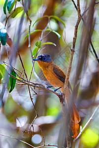 马达加斯加鸟类天堂苍蝇捕鸟者回旋曲蓝色国家荒野公园观鸟环境野生动物动物捕蝇器图片