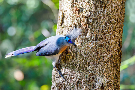 马达加斯加蓝色动物热带森林野生动物翅膀观鸟天堂面具眼睛图片