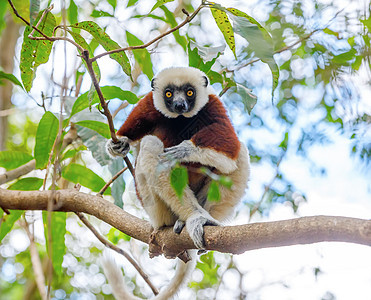 科奎尔的Sifaka 马达加斯加野生动物图片
