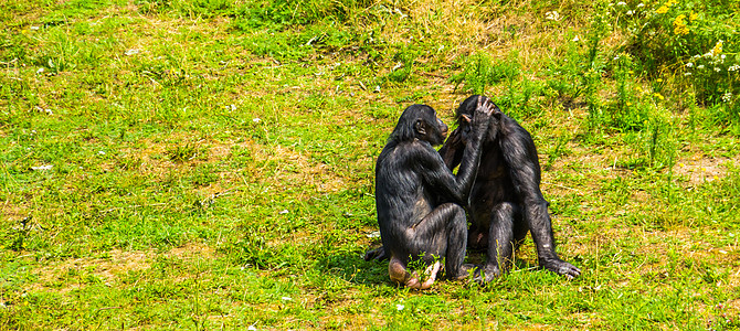 公益性夫妇的款待 人类猿类 俾格米黑猩猩 社会灵长类行为 非洲濒危动物种图片