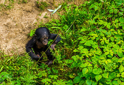 勇敢的婴儿走过一些植物 人类猿 俾格米黑猩猩儿童 来自非洲的濒危灵长类动物图片