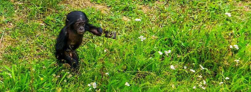 勇敢的婴儿在草丛中行走 有俾格米黑猩猩宝宝 人类猿 来自非洲的濒危灵长类动物图片