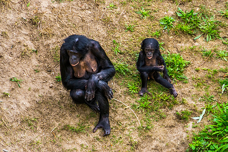 倭黑猩猩妈妈和她的婴儿坐在草地上 人类猿宝宝 侏儒黑猩猩 来自非洲的濒危灵长类动物图片