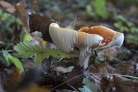 在阳光明媚的秋天 红苍蝇在森林里盛装蘑菇苔藓黄色伞菌树桩季节树干树木橙子图片
