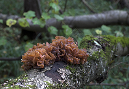 在树干上生长的蘑菇苗房树桩橙子黄色苔藓伞菌树木季节图片