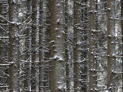 冬季松林被新鲜雪覆盖图片