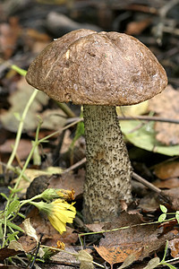 蘑菇毒菌植物学森林棕色采摘季节性雨后春笋季节生长菌丝体图片