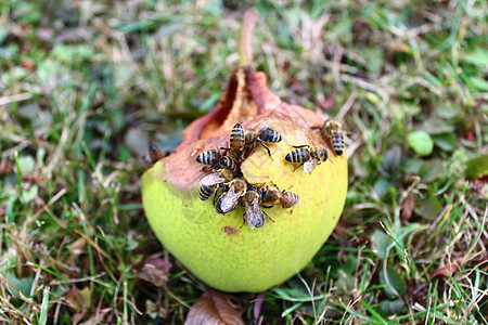 多蜜蜂梨蜜蜂草地宏观犯规水果蜜蜂目昆虫背景图片