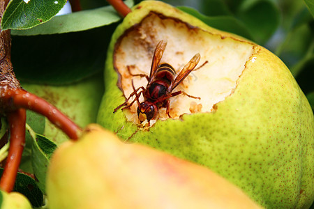 一只梨子上的黄蜂果树植物昆虫梨枝宏观飞虫绿色梨树叶子大胡蜂图片