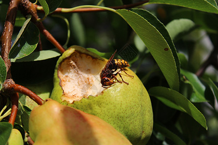 一只梨子上的黄蜂果树宏观梨树飞虫昆虫绿色梨枝植物花园叶子图片