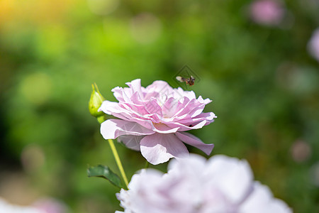 花园里的玫瑰花花瓣日光粉色树叶植物群情人绿色玫瑰图片