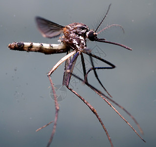 实验室的蚊子分析药品生物学笨蛋害虫疟疾皮肤吮吸热带伊蚊昆虫图片
