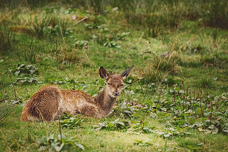 森林中的鹿动物动物群梅花鹿猎豹麋鹿反刍动物轴轴哺乳动物耳朵脊椎动物图片