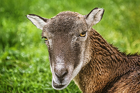 牧羊的托特拉特农场动物饲养农业哺乳动物反刍动物反刍家畜主题动物群图片