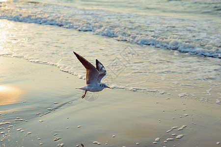 海边有海鸥的黄昏 夏季 金色时海洋天空蓝色日落太阳橙子鸟类支撑地平线阳光图片