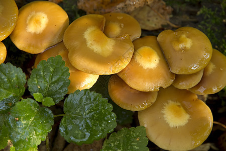 黄黄蘑菇特写图片