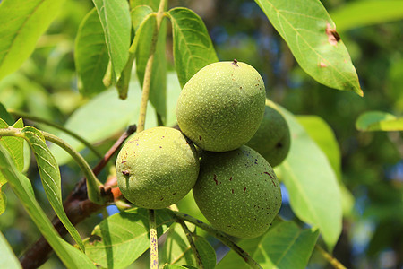 胡桃树上的胡桃子食物绿色收成素食核桃叶树叶核桃水果叶子坚果图片