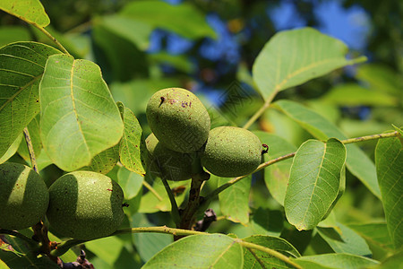 胡桃树上的胡桃子花园绿色食物收成素食收获核桃叶树叶水果核桃图片