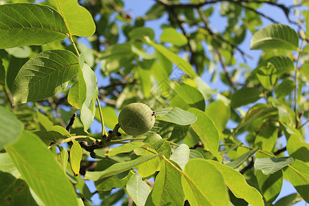 胡桃树上的胡桃子水果食物叶子坚果树叶绿色核桃核桃叶花园收获图片