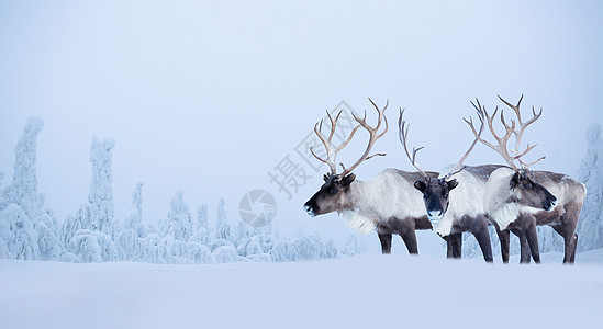 冬季森林中的大雄鹿场景哺乳动物动物树木骑术野生动物新年地形家畜旅行图片