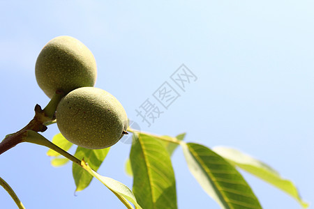 胡桃和蓝天树木晴天叶子核桃枝天气太阳核桃绿色树叶天空图片