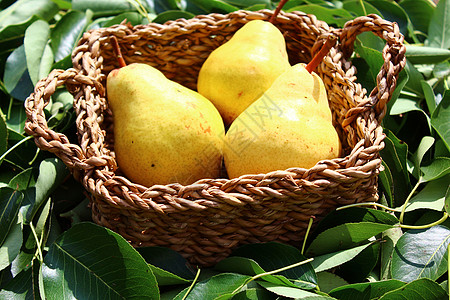 篮子和梨叶中的梨子收获素食梨树维生素食物植物收成果园水果感恩图片