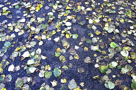 休假假期叶子绿色乡村国家树叶后院清扫红色家政花园图片