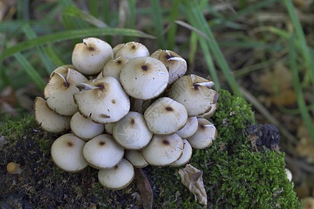 蘑菇 生长在树干上 森林里有苔苗黄色季节橙子伞菌树桩树木苔藓图片