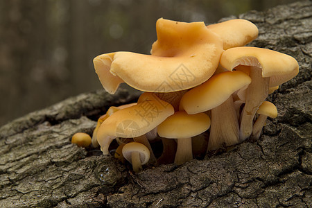 在树干上生长的蘑菇树木苔藓树桩伞菌图片