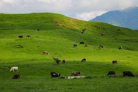 绿色山丘和山腰的景色 一个晴朗的晴天 远处的山坡上 牛羊在吃草 选择性的焦点道路驾驶奶牛市场牧羊犬橘子雏菊农作物蓝色全景图片