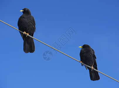 两只乌鸦对着 丛林之城的铁丝网观鸟黑色天空鸟类团队金属朋友们概念团体动物群图片